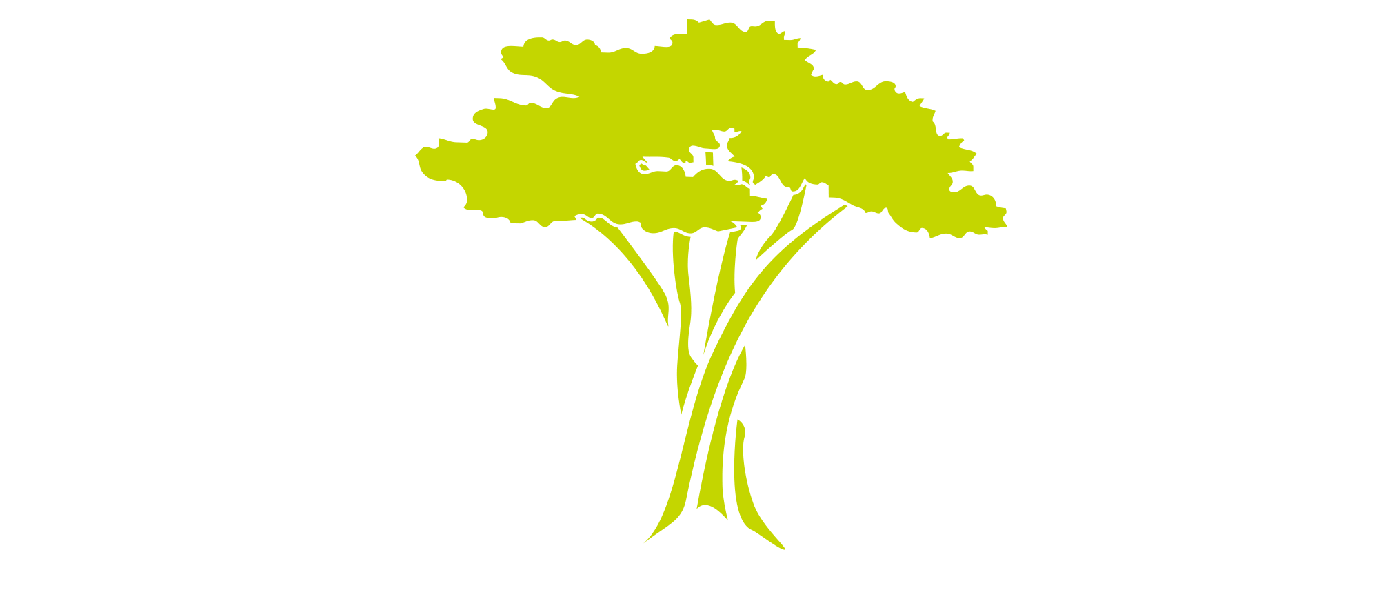 Ceviz Ağacı